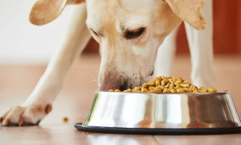 grain-free-dog-food