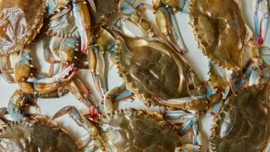 soft-shell-crabs